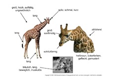 Giraffe-Aussehen-Körperbau.pdf